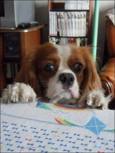 Quel est le principal dfaut du cavalier King Charles ?