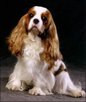 Comment appelle-t-on ce type de cavalier ?