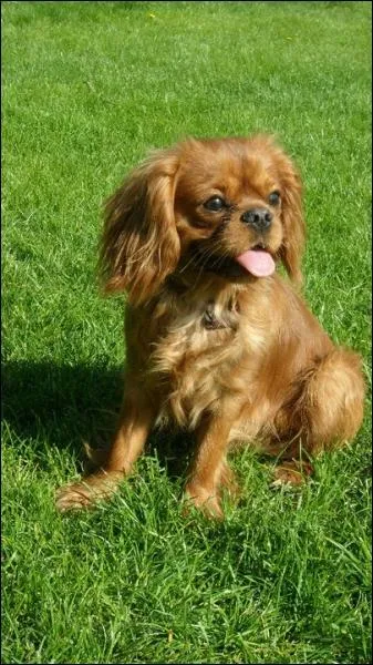 Comment appelle-t-on ce type de cavalier ?