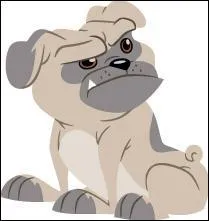 Comment s'appelle le chien ?