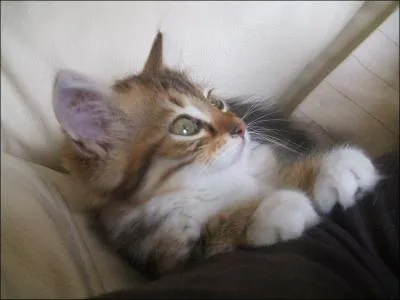 Pour tre spar de sa maman, le chaton doit...