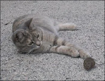 Pourquoi le petit chat aime-t-il jouer ?