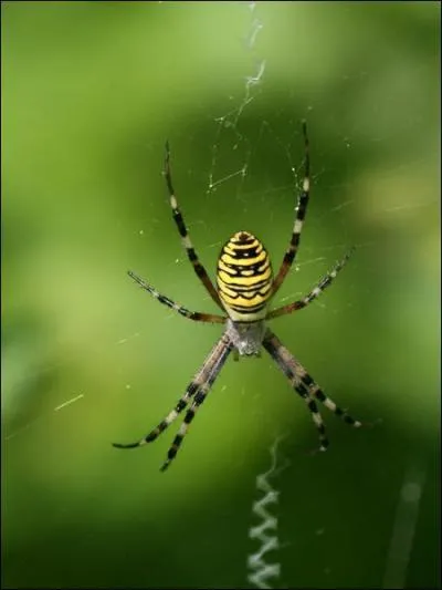 Quel est cet animal ?