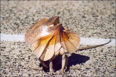 Quel est cet animal ?