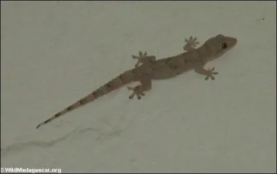 Quel est cet animal ?