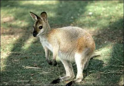 Quel est cet animal ?