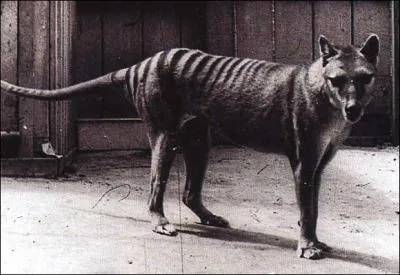 Quel est cet animal ?