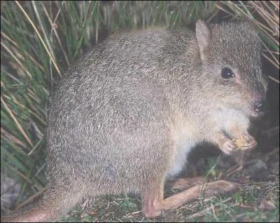 Quel est cet animal ?