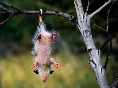 Quelle est cet animal ?