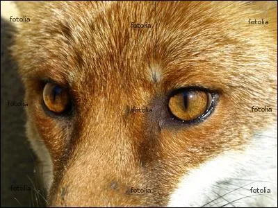 Le renard a une vue mdiocre, mais une oue exceptionnelle.