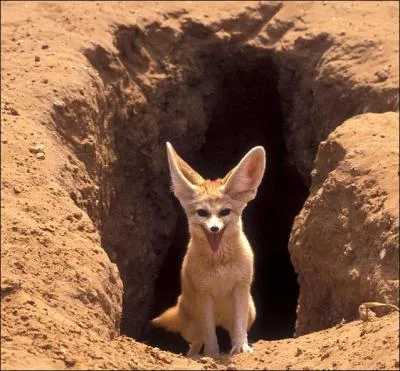 Le fennec est un renard.