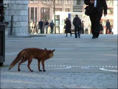 Quels pays ont le plus grand nombre de renards urbains ?