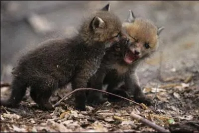 Combien de renardeaux y a-t-il au maximum dans une porte ?