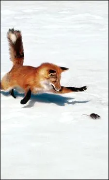 Parmi ces petits mammifres, lesquels sont le repas prfr du renard roux ?