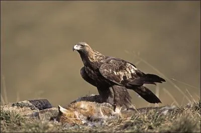 Lequel de ces prdateurs ne menace pas les renardeaux ?