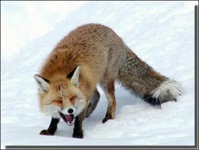 Comment s'appelle le cri du renard ?