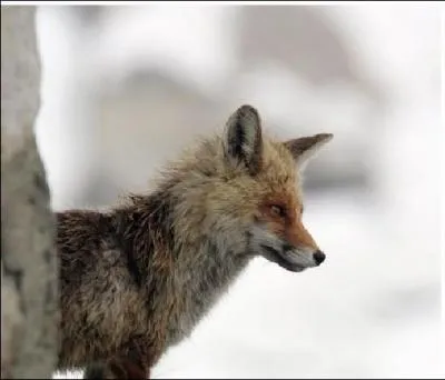 De quelle maladie de peau peut tre victime le renard ?