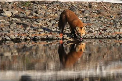Le renard roux dteste l'eau.