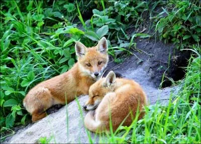 Le renard vit-il en groupe ?