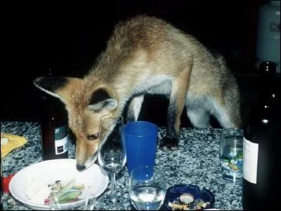 Pourquoi dit-on du renard qu'il est rus ?