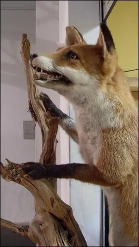 Quel est le nom scientifique du renard roux (ou renard commun), sachant qu'il appartient au genre 'vulpes' ?