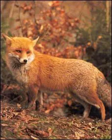 Quel est le poids moyen d'un renard roux ?