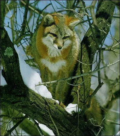 Sur quel(s) continent(s) le renard n'est-il pas prsent ?