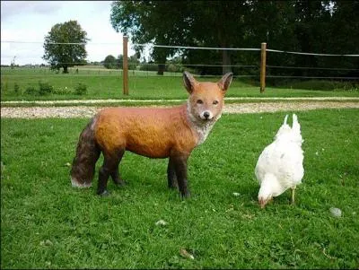 Quelle est l'alimentation du renard ?