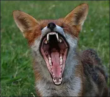Le renard a plus de dents que le chien.