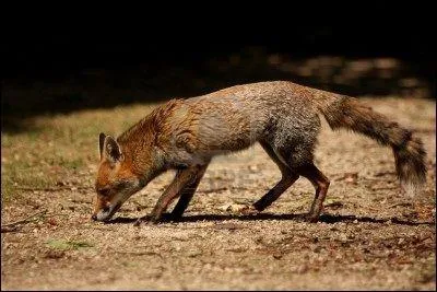 Le renard a un meilleur odorat que le chien.