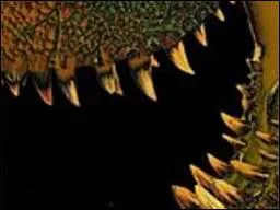 Quelle est la taille des dents du T-Rex ?