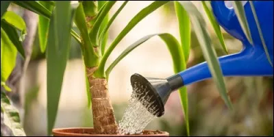 Quelle partie de la plante absorbe l'eau ?