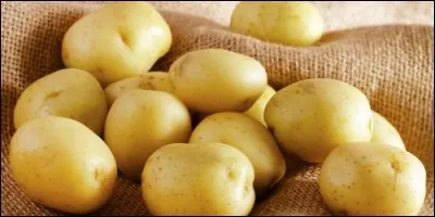 La pomme de terre est :