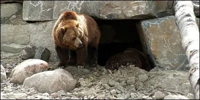 Comment appelle-t-on l'abri de l'ours ?