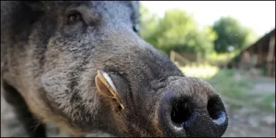 Comment appelle-t-on les yeux du sanglier ?