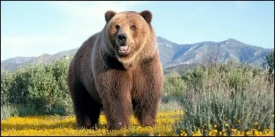 Quel grand ours féroce vit en Amérique ?