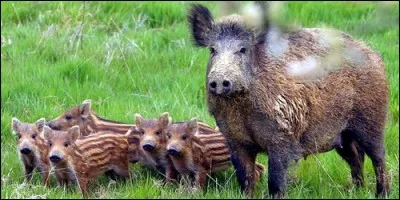 Comment s'appelle la mère du marcassin ?