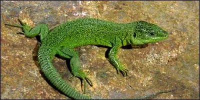 Un lézard rampe pour avancer.