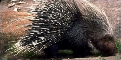 Quel l'animal couvert de piquants ressemble au hérisson ?