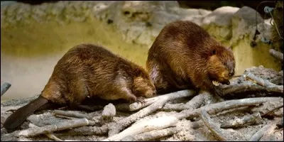 Quel animal construit des barrages sur les rivières ?