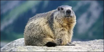 En cas de danger, que fait la marmotte ?
