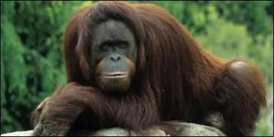 Sur quel continent vit l'orang-outan ?