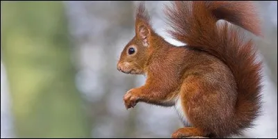 Quel est le fruit préféré des écureuils ?
