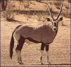 Quel est cet animal ?