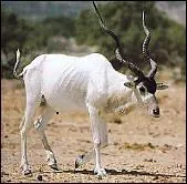 Quel est cet animal ?