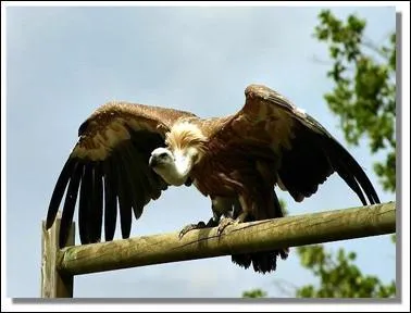 Quel est cet animal ?