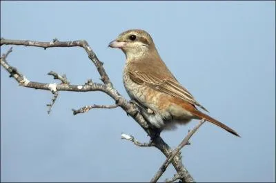 Quel est cet animal ?