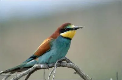 Quel est cet animal ?