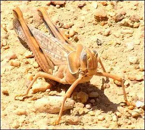 Quel est cet animal ?