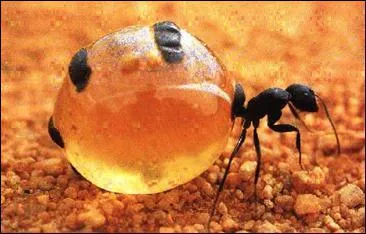 Quel est cet animal ?